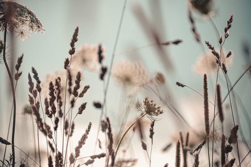 Taulu Dandelion, 80x120 cm