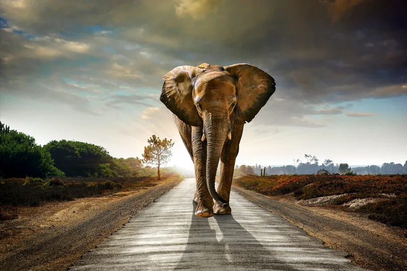 Taulu Elephant, 80x120 cm