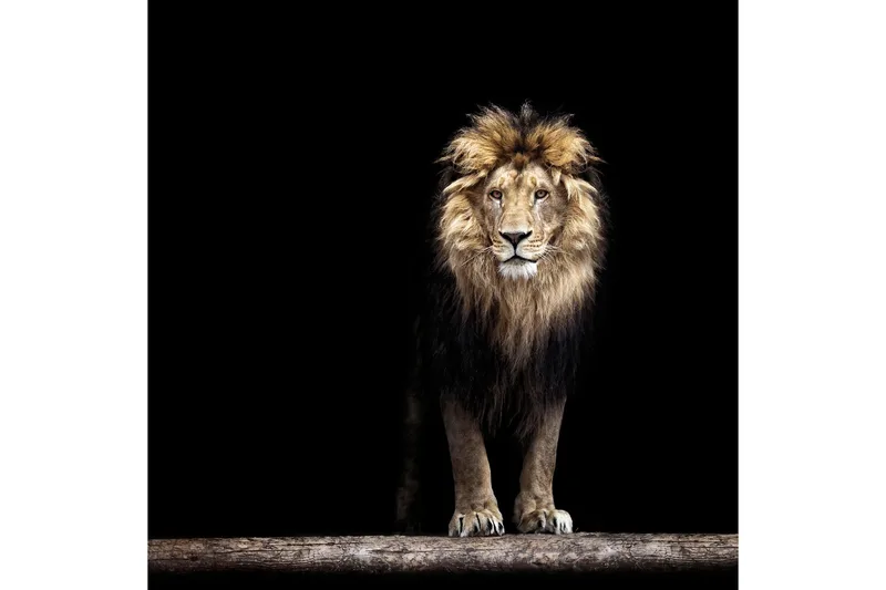 Taulu Lion, 50x50 cm