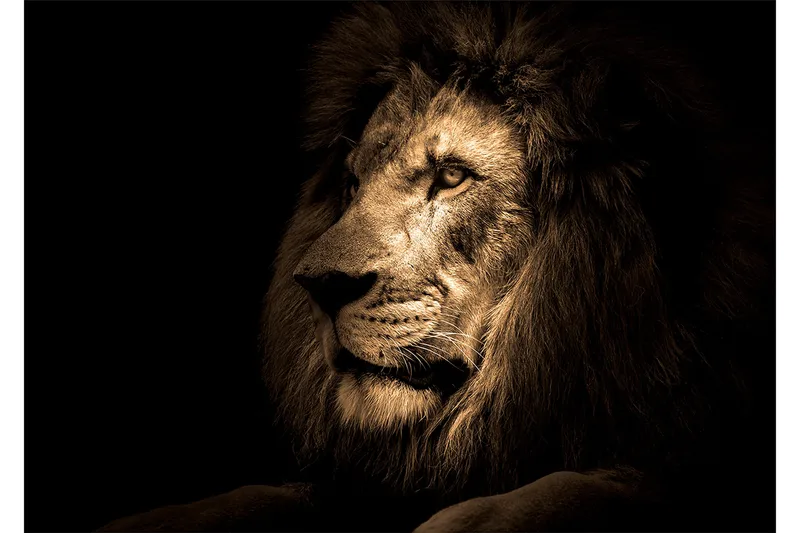 Taulu Lion, 80x120 cm