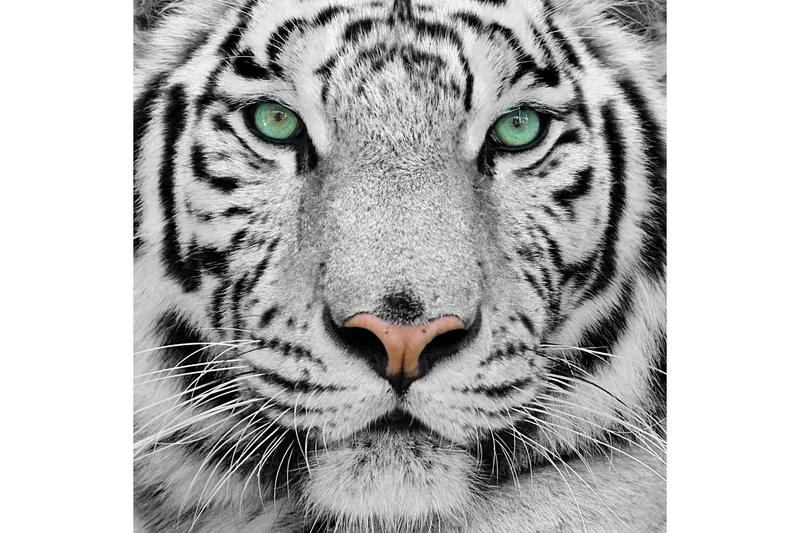 Taulu Tiger, 50x50 cm