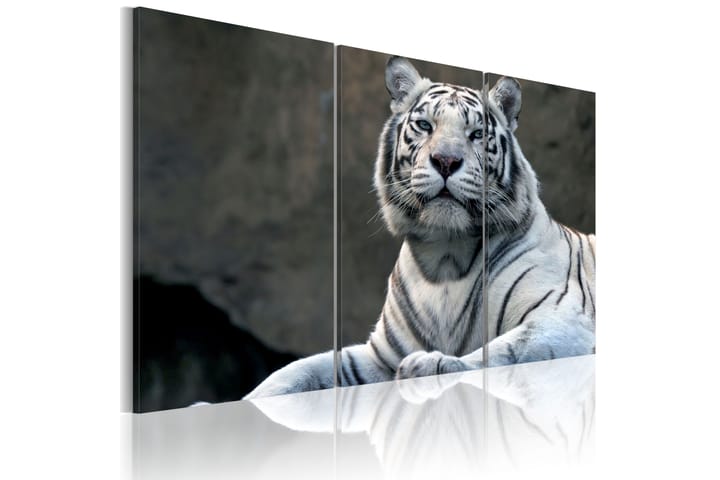 Taulu White tiger 90x60 - Artgeist sp. z o. o. - Canvas-taulu - Seinäkoristeet