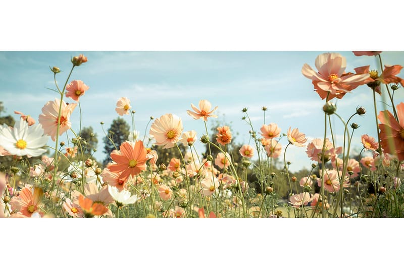 Taulu Yellow Meadow, 50x125 cm