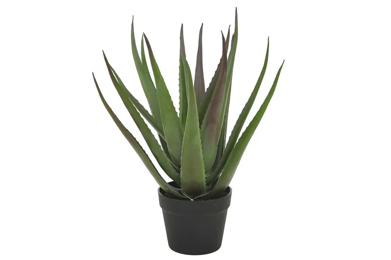 Aloevera kasvi ruukussa, Vihreä/Musta