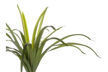 Tekokasvi Beauden 147 cm Dracaena anita - Vihreä - Sisustustuotteet - Tekokasvit
