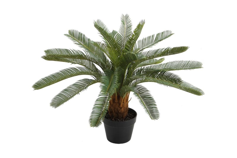 Tekokasvi Cycas K70 cm, undefined