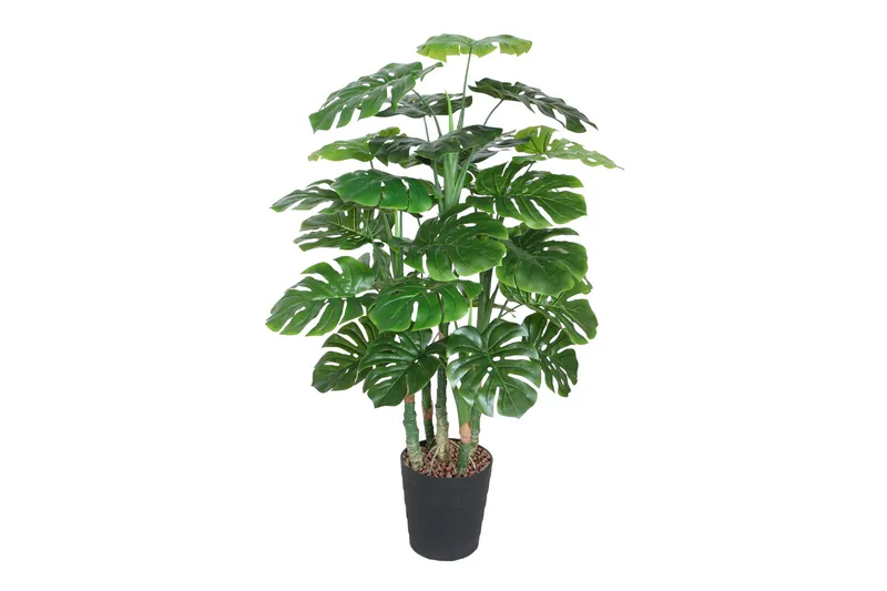 Tekopuu Monstera K120 cm, undefined