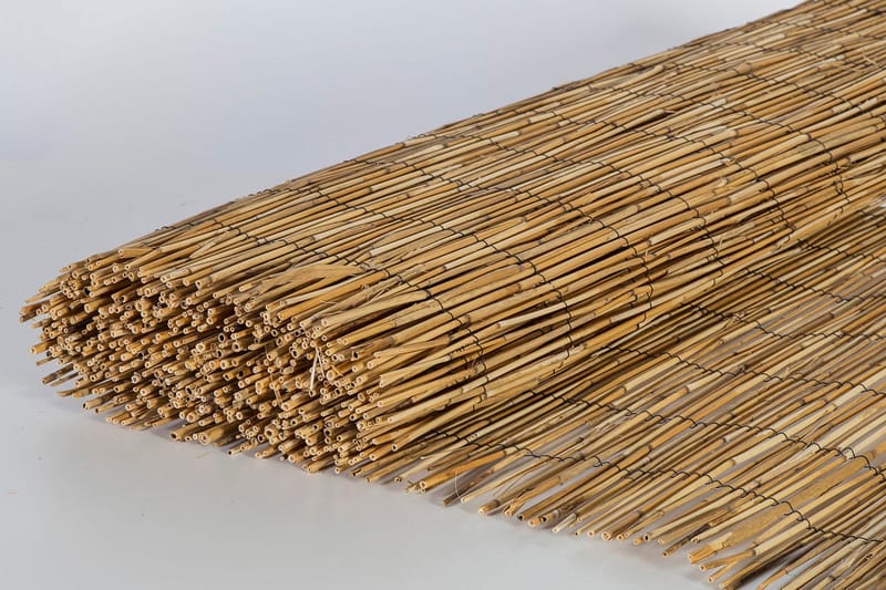 Kaislasermi In Garden, undefined