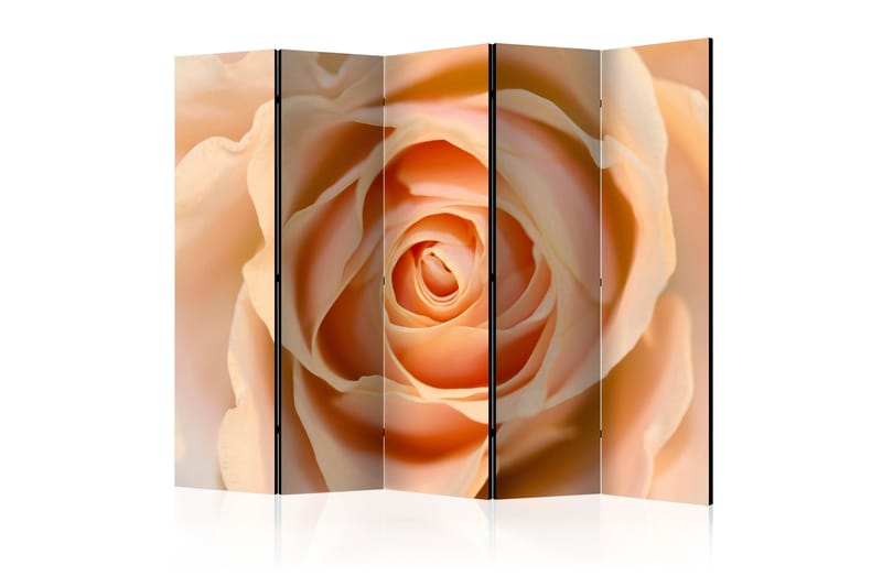 Tilanjakaja Peach-colored rose II 225x172, Artgeist sp. z o. o.