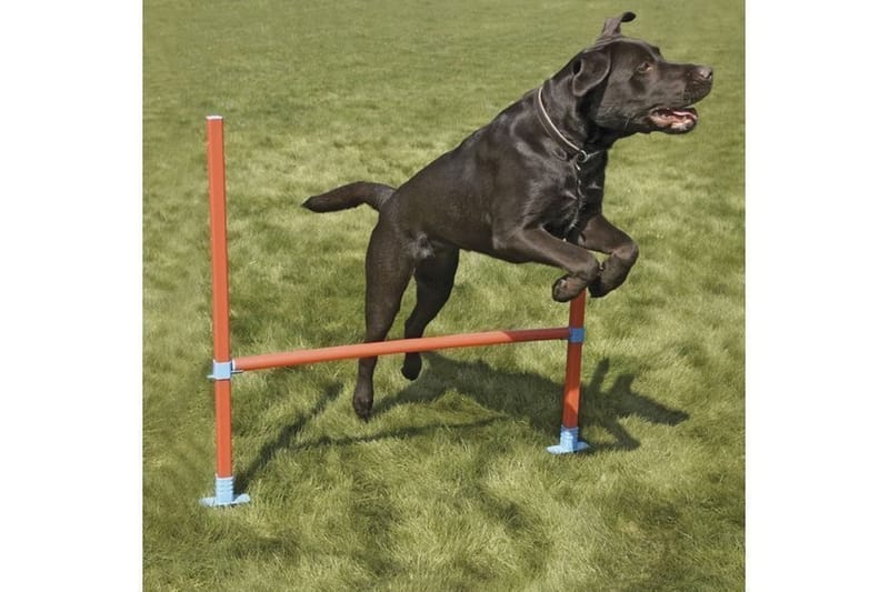 Agility-Hyppyeste Kantokassilla Oranssi/Turkoosi - Rosewood - Urheilu & vapaa-aika - Eläimille - Koira - Koiran koulutus & agility
