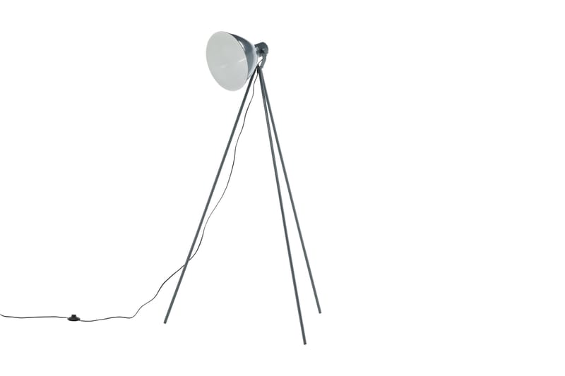 Lattiavalaisin Tiv, Tummanharmaa