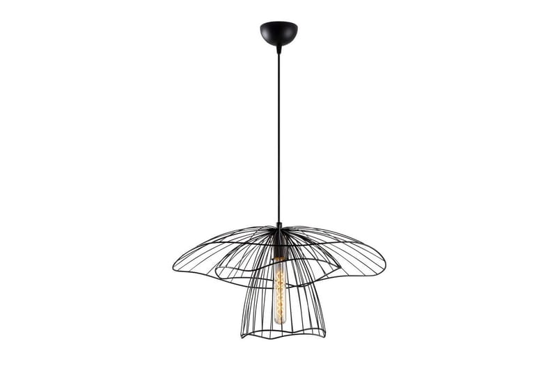 Kattovalaisin Majrula Kukka Musta, Musta